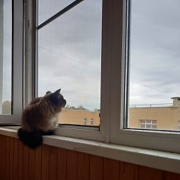 ������, ������, 46 ���