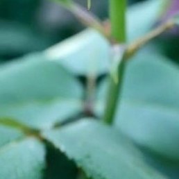 ����, �������, 49 ���