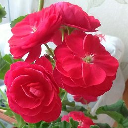 ������, ��������, 74 ����