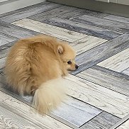 ���������, 31 ���, ������