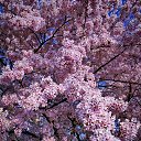 ���� �����, �������, 62 ���� - ��������� 24 ������ 2025