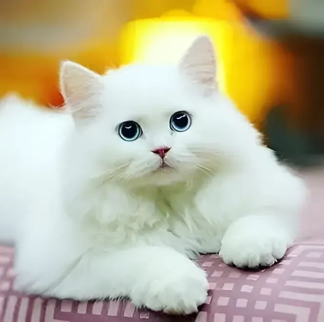 Белая кошка.Движимая голодом, кошка брела вдоль тротуара, поглядывала на проезжую часть и пешеходов, ...