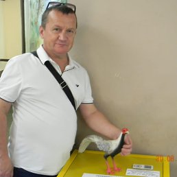 �����, 54 ����, �������