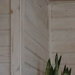 ����, �������, 40 ���