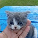 ���� Carizma38, �������, 56 ��� - ��������� 20 ������� 2024 � ������ ���� ����������