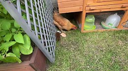 Garden Chicken Coop UK - Pets Imperial Chicken Coop - Party with the chickens
