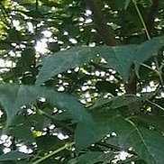 �������, 61 ���, ������