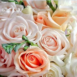 Stif, ��������, 24 ����