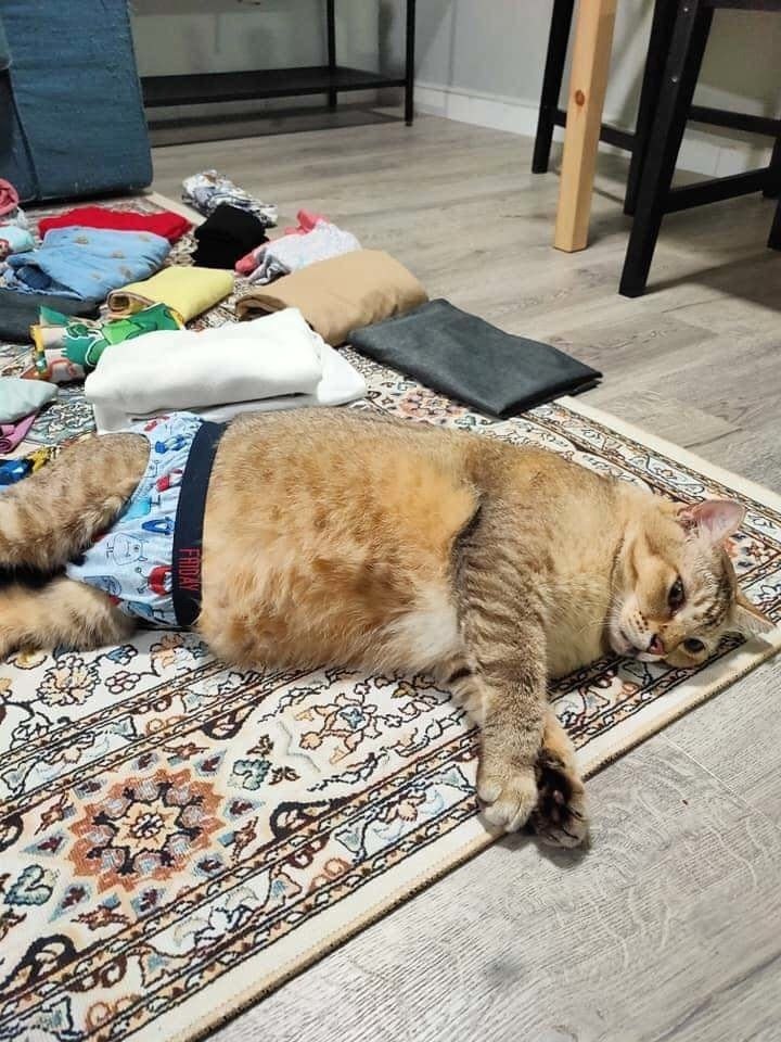 ��� �������� �����)