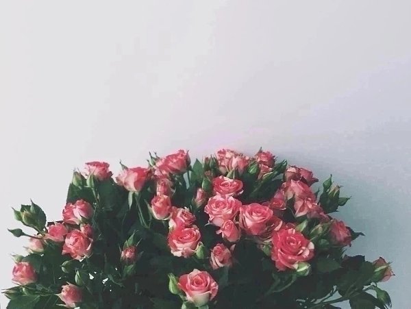 Oбычный день в цветочном магазине, .и праздника сегодня вроде нет. Одновременно сразу три ...
