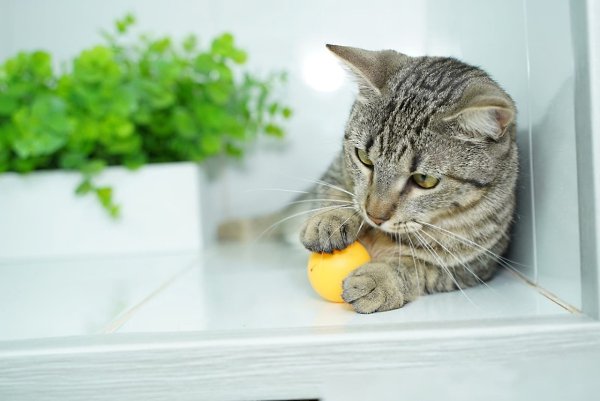 Санкт-Петербург. Ириска - это бесплатная сладость, которую можно детям и нужно взрослым. Если Вы ... - 2