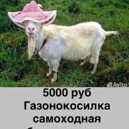 ���������, ������, 34 ����