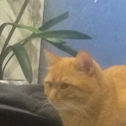 ����, ��������, 35 ���