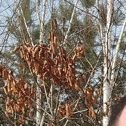 �����, 46 ���, ����