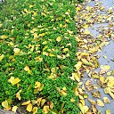 ���� Starseed, ����������� - ��������� 5 ������ 2025 � ������ ������ ��������