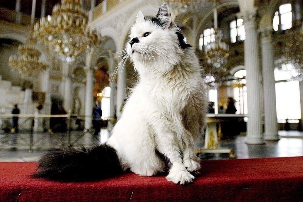 Коты Эрмитажа неожиданно стали наследниками — французский меценат включил их в своё завещание. Как ...