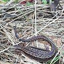 ���� �����, �����-��������� - ��������� 13 ������ 2025 � ������ ������ ��������