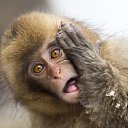  Scherhan, - -  22  2025    