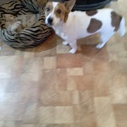 ��������, 51 ���, ��������