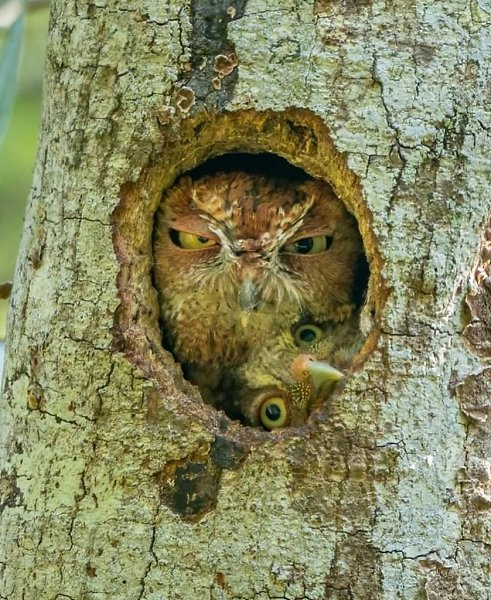 :)   Comedy Wildlife Photography Awards      - 9