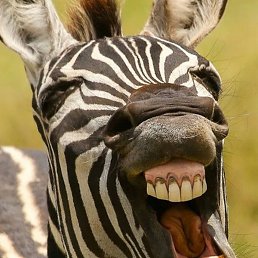 ������, ���������, 40 ���