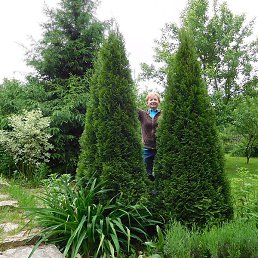 ����, ������