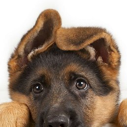 ������, ������, 54 ����