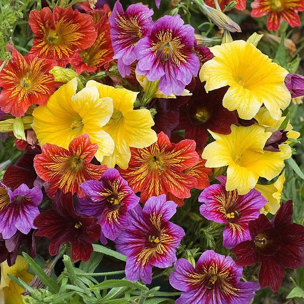  (Salpiglossis)         , ... - 3