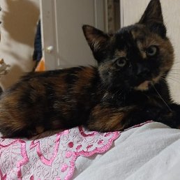 ����, ������, 53 ����