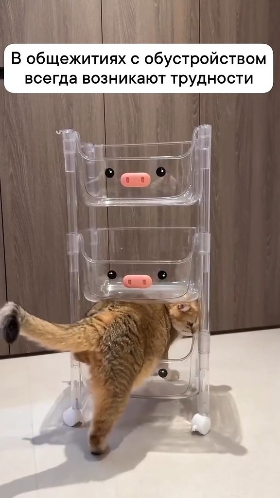 ���� ��� ��� ���������