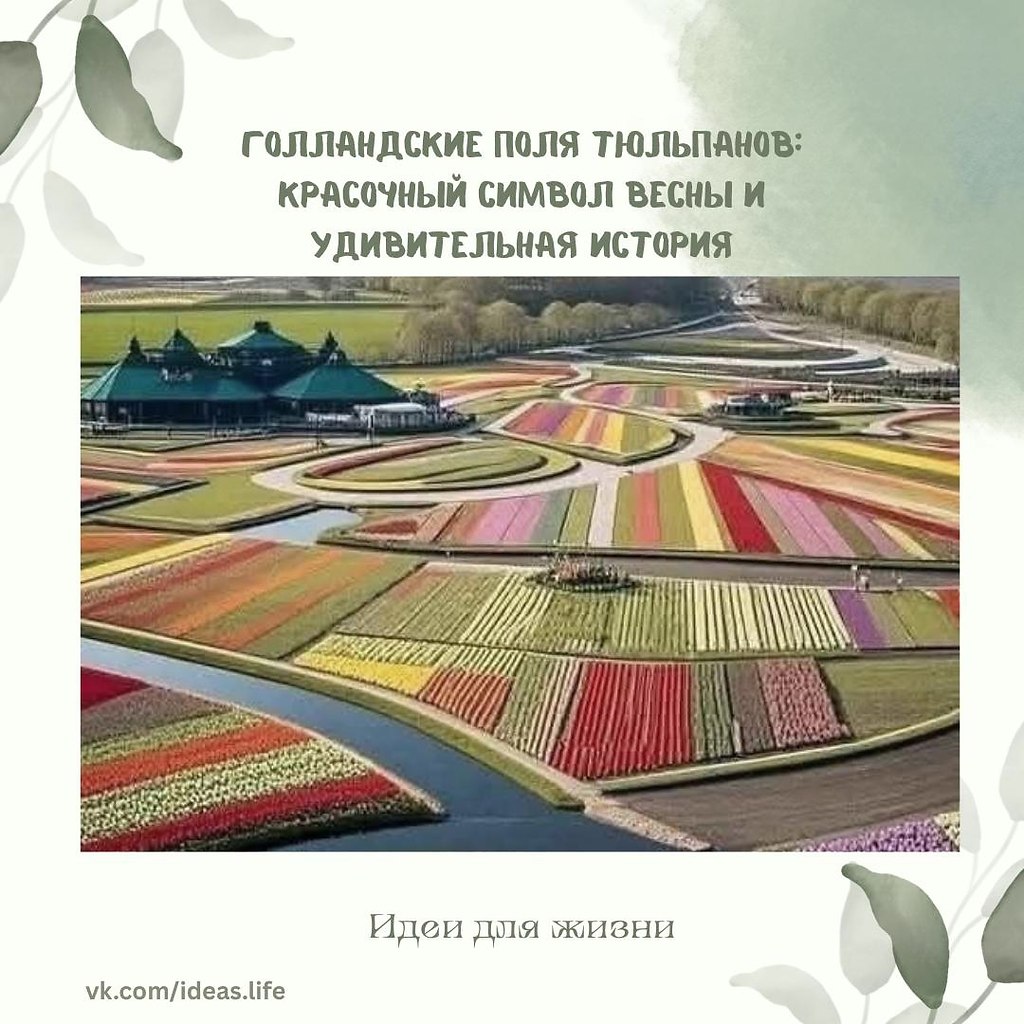 Каждую весну Нидерланды расцветают миллионами тюльпанов, превращая простые сельхозугодья в настоящие ...