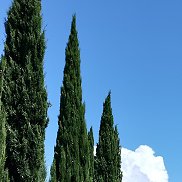 �������, 47 ���, �����������