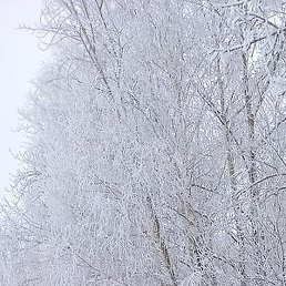 ������, ������, 40 ���