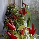  , -, 55  -  19  2025    