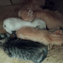 ���� �������, ������������, 51 ��� - ��������� 1 ������ 2026 � ������ ������