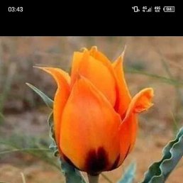 ������, �����, 41 ���