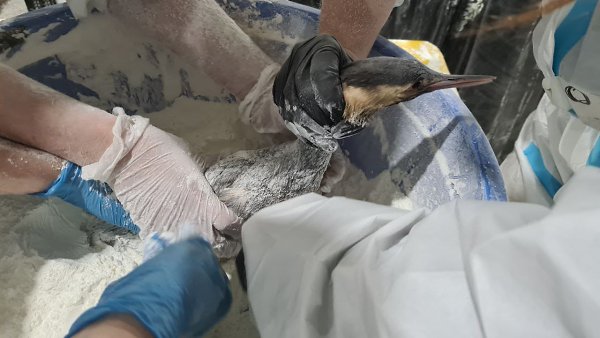 Оперштаб Краснодарского края сообщил, что с 17 декабря по 24 января обнаружено 7336 пострадавших ... - 6