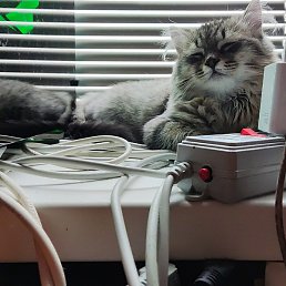 �����, ���������, 44 ����