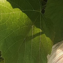 �����, �������, 58 ���