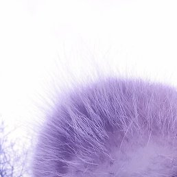 �����, ���������, 41 ���