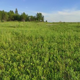 ����, ������, 52 ����