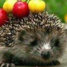 ����, ��������, 48 ���