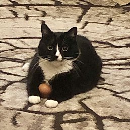 ������, ��������, 68 ���