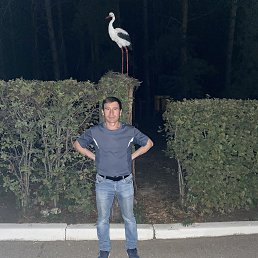 ������, 41 ���, ��������