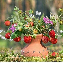 �������, ������, 50 ���