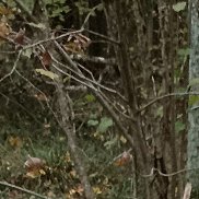 �������, 25 ���, ������