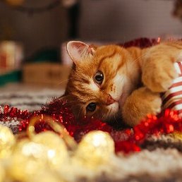 Ehibibini, �����, 63 ����