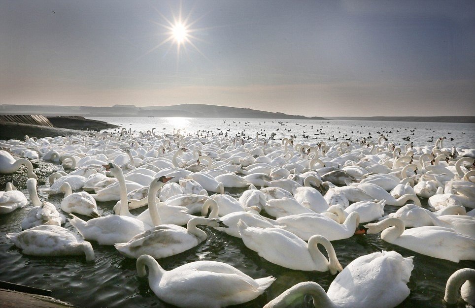     .   (Abbotsbury Swannery)   ... - 6