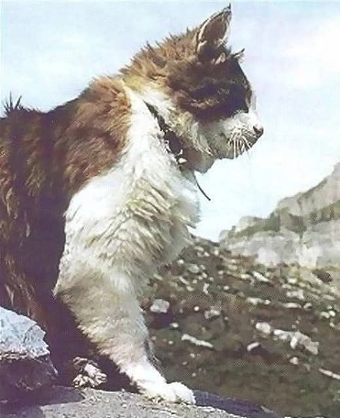 :) Швейцарский кот-альпинист Томба.Среди пушистых мурлык есть свои герои. Один из них — ... - 5