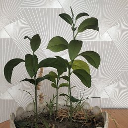 ���� ���������, ���������, 32 ���� - ��������� 6 ������ 2026